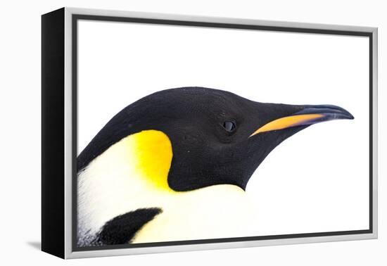 Snow Hill Island, Antarctica. Close-up emperor penguin side portrait with total white background.-Dee Ann Pederson-Framed Premier Image Canvas