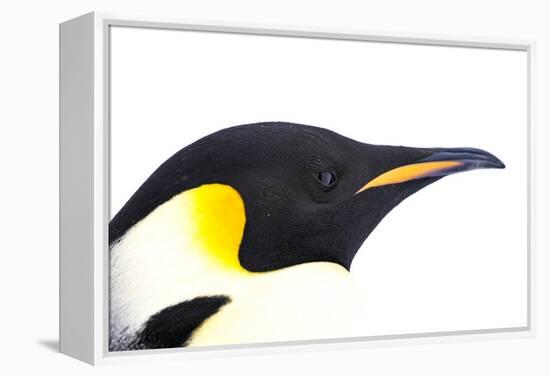 Snow Hill Island, Antarctica. Close-up emperor penguin side portrait with total white background.-Dee Ann Pederson-Framed Premier Image Canvas