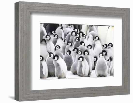 Snow Hill Island, Antarctica. Creches of juvenile emperor penguins huddling together.-Dee Ann Pederson-Framed Photographic Print