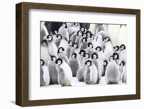 Snow Hill Island, Antarctica. Creches of juvenile emperor penguins huddling together.-Dee Ann Pederson-Framed Photographic Print