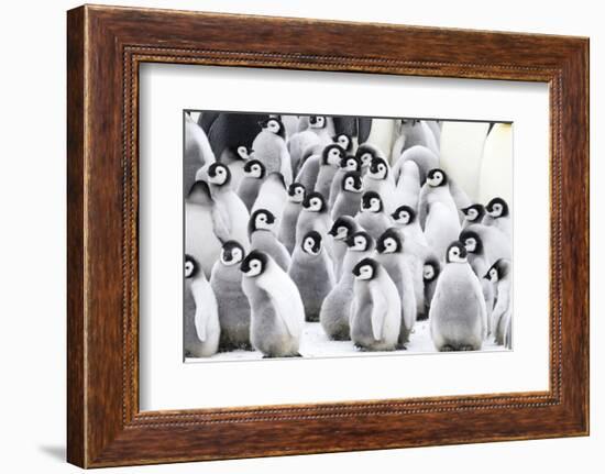 Snow Hill Island, Antarctica. Creches of juvenile emperor penguins huddling together.-Dee Ann Pederson-Framed Photographic Print