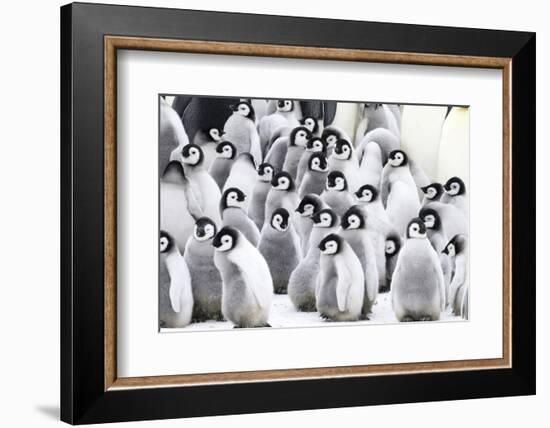 Snow Hill Island, Antarctica. Creches of juvenile emperor penguins huddling together.-Dee Ann Pederson-Framed Photographic Print