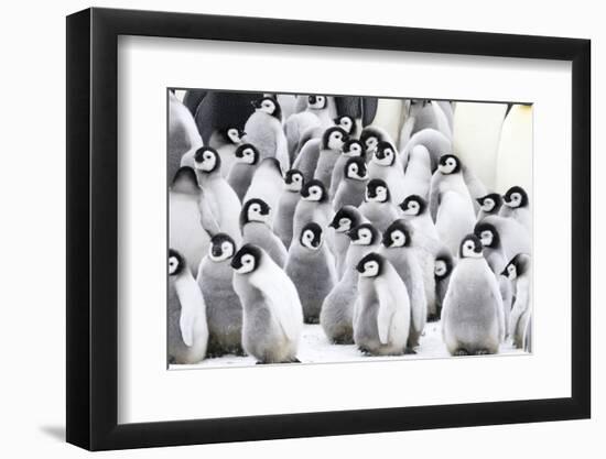 Snow Hill Island, Antarctica. Creches of juvenile emperor penguins huddling together.-Dee Ann Pederson-Framed Photographic Print