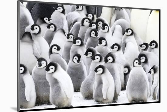 Snow Hill Island, Antarctica. Creches of juvenile emperor penguins huddling together.-Dee Ann Pederson-Mounted Photographic Print