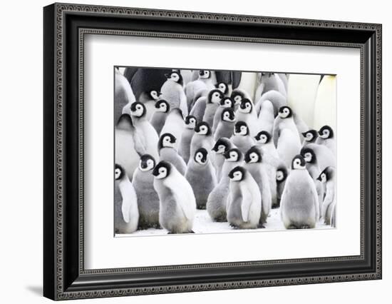 Snow Hill Island, Antarctica. Creches of juvenile emperor penguins huddling together.-Dee Ann Pederson-Framed Photographic Print