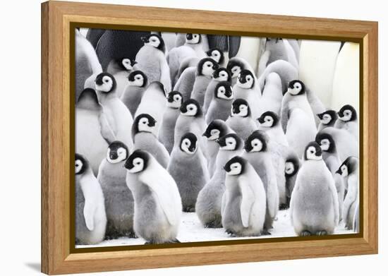 Snow Hill Island, Antarctica. Creches of juvenile emperor penguins huddling together.-Dee Ann Pederson-Framed Premier Image Canvas
