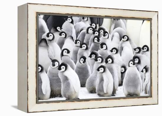 Snow Hill Island, Antarctica. Creches of juvenile emperor penguins huddling together.-Dee Ann Pederson-Framed Premier Image Canvas