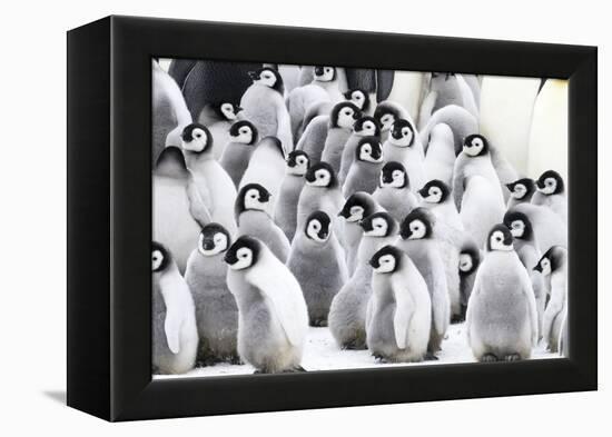Snow Hill Island, Antarctica. Creches of juvenile emperor penguins huddling together.-Dee Ann Pederson-Framed Premier Image Canvas
