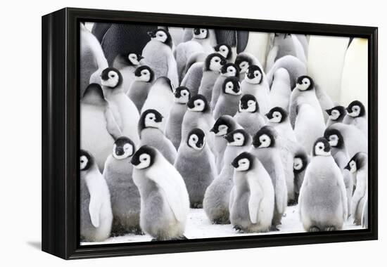 Snow Hill Island, Antarctica. Creches of juvenile emperor penguins huddling together.-Dee Ann Pederson-Framed Premier Image Canvas