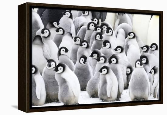 Snow Hill Island, Antarctica. Creches of juvenile emperor penguins huddling together.-Dee Ann Pederson-Framed Premier Image Canvas