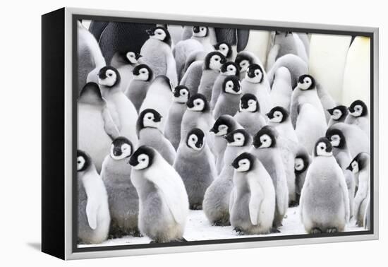 Snow Hill Island, Antarctica. Creches of juvenile emperor penguins huddling together.-Dee Ann Pederson-Framed Premier Image Canvas