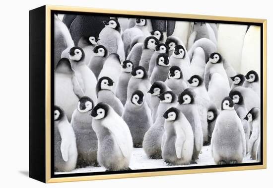 Snow Hill Island, Antarctica. Creches of juvenile emperor penguins huddling together.-Dee Ann Pederson-Framed Premier Image Canvas