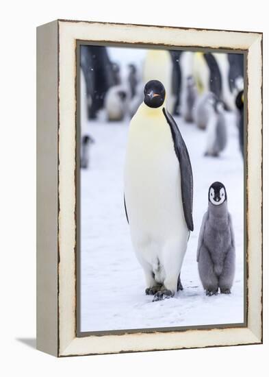 Snow Hill Island, Antarctica. Emperor penguin adult and juvenile walking side by side.-Dee Ann Pederson-Framed Premier Image Canvas