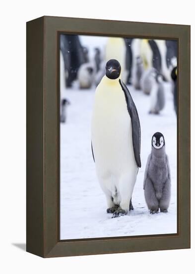 Snow Hill Island, Antarctica. Emperor penguin adult and juvenile walking side by side.-Dee Ann Pederson-Framed Premier Image Canvas