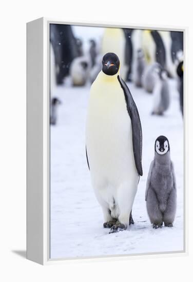 Snow Hill Island, Antarctica. Emperor penguin adult and juvenile walking side by side.-Dee Ann Pederson-Framed Premier Image Canvas