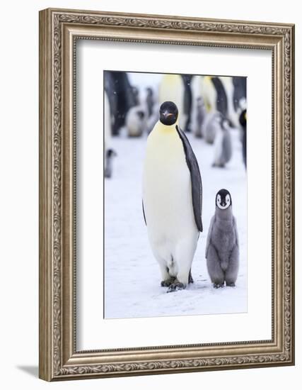 Snow Hill Island, Antarctica. Emperor penguin adult and juvenile walking side by side.-Dee Ann Pederson-Framed Photographic Print