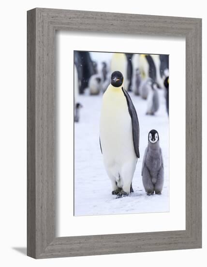 Snow Hill Island, Antarctica. Emperor penguin adult and juvenile walking side by side.-Dee Ann Pederson-Framed Photographic Print