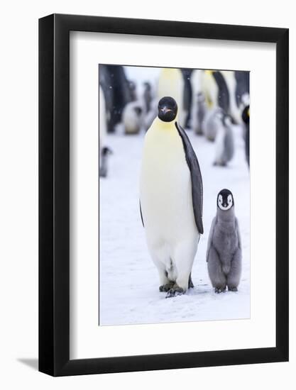 Snow Hill Island, Antarctica. Emperor penguin adult and juvenile walking side by side.-Dee Ann Pederson-Framed Photographic Print