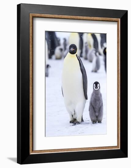 Snow Hill Island, Antarctica. Emperor penguin adult and juvenile walking side by side.-Dee Ann Pederson-Framed Photographic Print