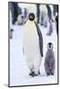 Snow Hill Island, Antarctica. Emperor penguin adult and juvenile walking side by side.-Dee Ann Pederson-Mounted Photographic Print