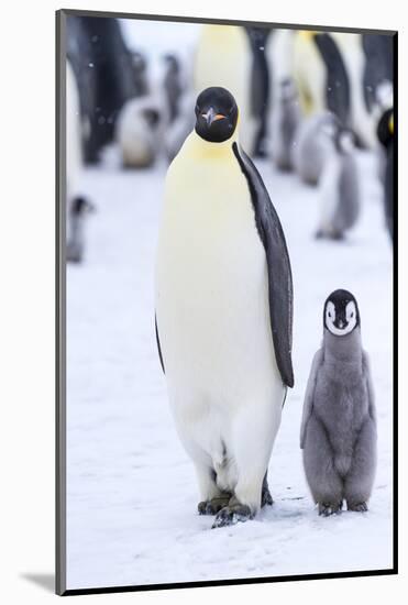 Snow Hill Island, Antarctica. Emperor penguin adult and juvenile walking side by side.-Dee Ann Pederson-Mounted Photographic Print