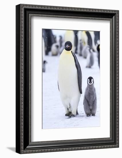 Snow Hill Island, Antarctica. Emperor penguin adult and juvenile walking side by side.-Dee Ann Pederson-Framed Photographic Print