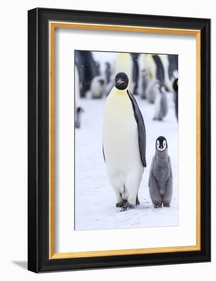 Snow Hill Island, Antarctica. Emperor penguin adult and juvenile walking side by side.-Dee Ann Pederson-Framed Photographic Print