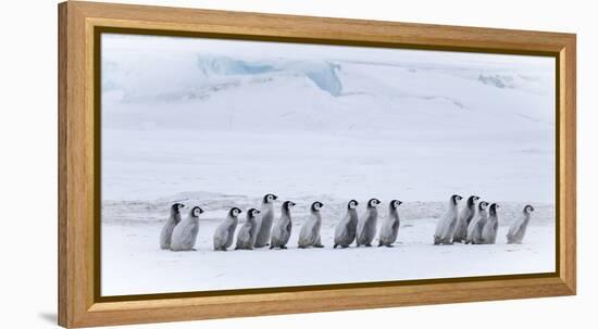 Snow Hill Island, Antarctica. Emperor penguin chicks dare to adventure away from the colony.-Dee Ann Pederson-Framed Premier Image Canvas