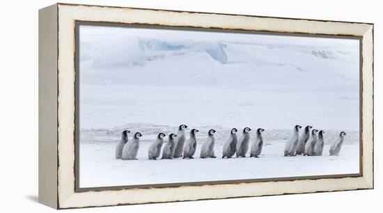 Snow Hill Island, Antarctica. Emperor penguin chicks dare to adventure away from the colony.-Dee Ann Pederson-Framed Premier Image Canvas