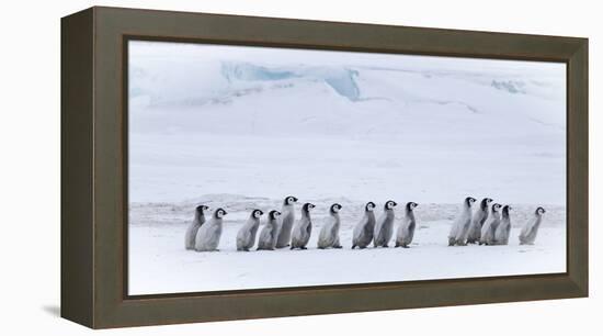 Snow Hill Island, Antarctica. Emperor penguin chicks dare to adventure away from the colony.-Dee Ann Pederson-Framed Premier Image Canvas