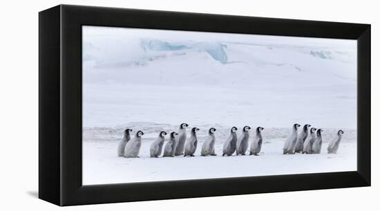 Snow Hill Island, Antarctica. Emperor penguin chicks dare to adventure away from the colony.-Dee Ann Pederson-Framed Premier Image Canvas