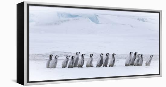 Snow Hill Island, Antarctica. Emperor penguin chicks dare to adventure away from the colony.-Dee Ann Pederson-Framed Premier Image Canvas