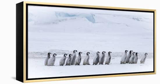 Snow Hill Island, Antarctica. Emperor penguin chicks dare to adventure away from the colony.-Dee Ann Pederson-Framed Premier Image Canvas