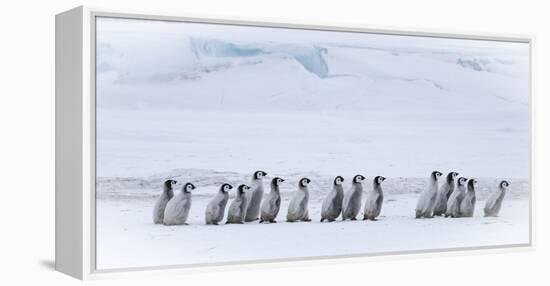 Snow Hill Island, Antarctica. Emperor penguin chicks dare to adventure away from the colony.-Dee Ann Pederson-Framed Premier Image Canvas