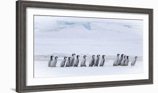 Snow Hill Island, Antarctica. Emperor penguin chicks dare to adventure away from the colony.-Dee Ann Pederson-Framed Photographic Print