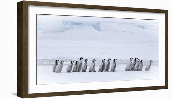 Snow Hill Island, Antarctica. Emperor penguin chicks dare to adventure away from the colony.-Dee Ann Pederson-Framed Photographic Print