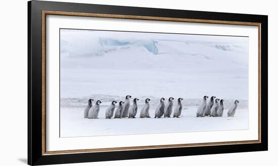 Snow Hill Island, Antarctica. Emperor penguin chicks dare to adventure away from the colony.-Dee Ann Pederson-Framed Photographic Print