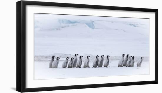 Snow Hill Island, Antarctica. Emperor penguin chicks dare to adventure away from the colony.-Dee Ann Pederson-Framed Photographic Print