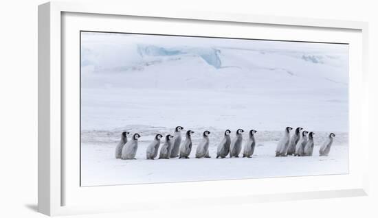 Snow Hill Island, Antarctica. Emperor penguin chicks dare to adventure away from the colony.-Dee Ann Pederson-Framed Photographic Print