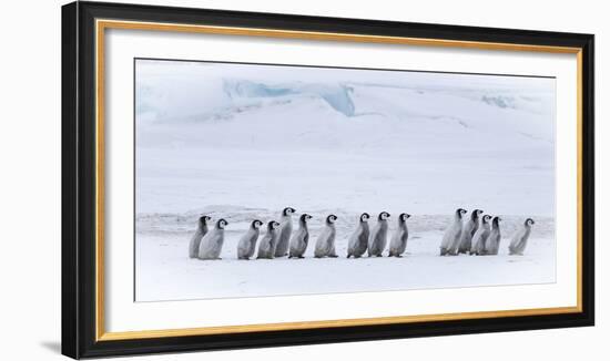 Snow Hill Island, Antarctica. Emperor penguin chicks dare to adventure away from the colony.-Dee Ann Pederson-Framed Photographic Print