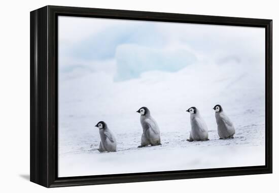 Snow Hill Island, Antarctica. Emperor penguin chicks dare to adventure away from the colony.-Dee Ann Pederson-Framed Premier Image Canvas