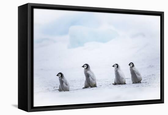 Snow Hill Island, Antarctica. Emperor penguin chicks dare to adventure away from the colony.-Dee Ann Pederson-Framed Premier Image Canvas