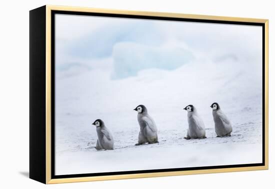 Snow Hill Island, Antarctica. Emperor penguin chicks dare to adventure away from the colony.-Dee Ann Pederson-Framed Premier Image Canvas