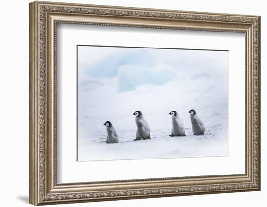 Snow Hill Island, Antarctica. Emperor penguin chicks dare to adventure away from the colony.-Dee Ann Pederson-Framed Photographic Print