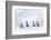 Snow Hill Island, Antarctica. Emperor penguin chicks dare to adventure away from the colony.-Dee Ann Pederson-Framed Photographic Print