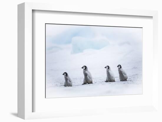 Snow Hill Island, Antarctica. Emperor penguin chicks dare to adventure away from the colony.-Dee Ann Pederson-Framed Photographic Print