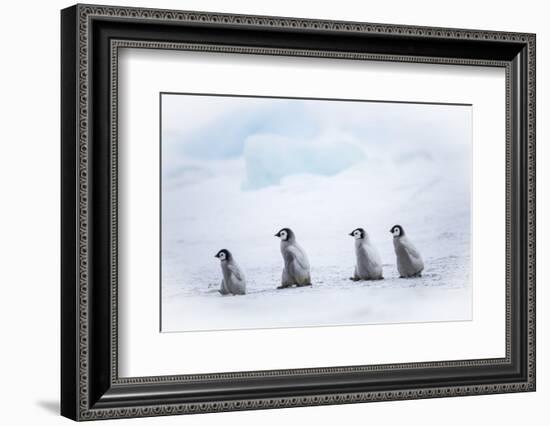 Snow Hill Island, Antarctica. Emperor penguin chicks dare to adventure away from the colony.-Dee Ann Pederson-Framed Photographic Print