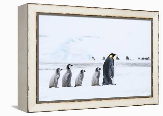 Snow Hill Island, Antarctica. Emperor penguin chicks follow the leader.-Dee Ann Pederson-Framed Premier Image Canvas