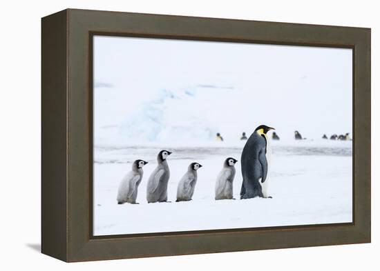 Snow Hill Island, Antarctica. Emperor penguin chicks follow the leader.-Dee Ann Pederson-Framed Premier Image Canvas