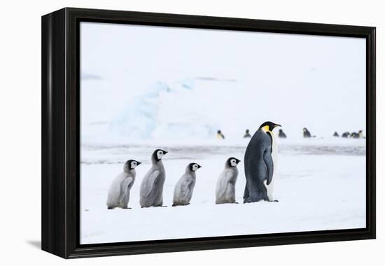 Snow Hill Island, Antarctica. Emperor penguin chicks follow the leader.-Dee Ann Pederson-Framed Premier Image Canvas